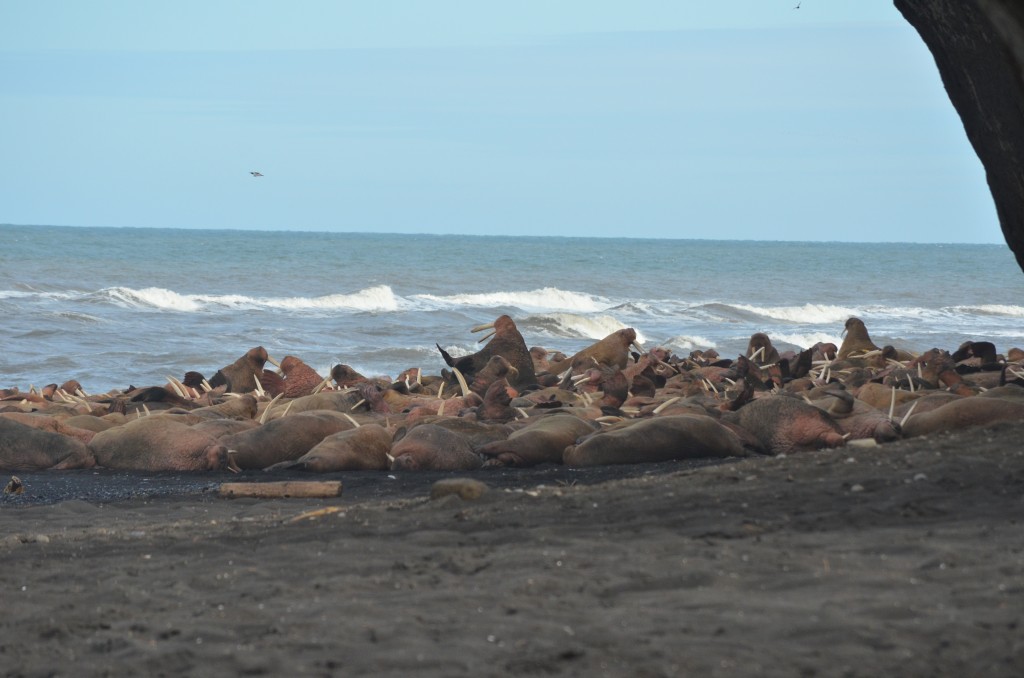 Pacific Walrus - Alaska