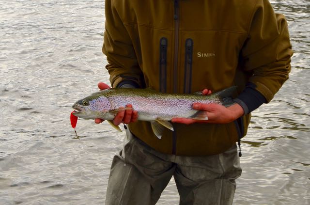 Rainbow Trout