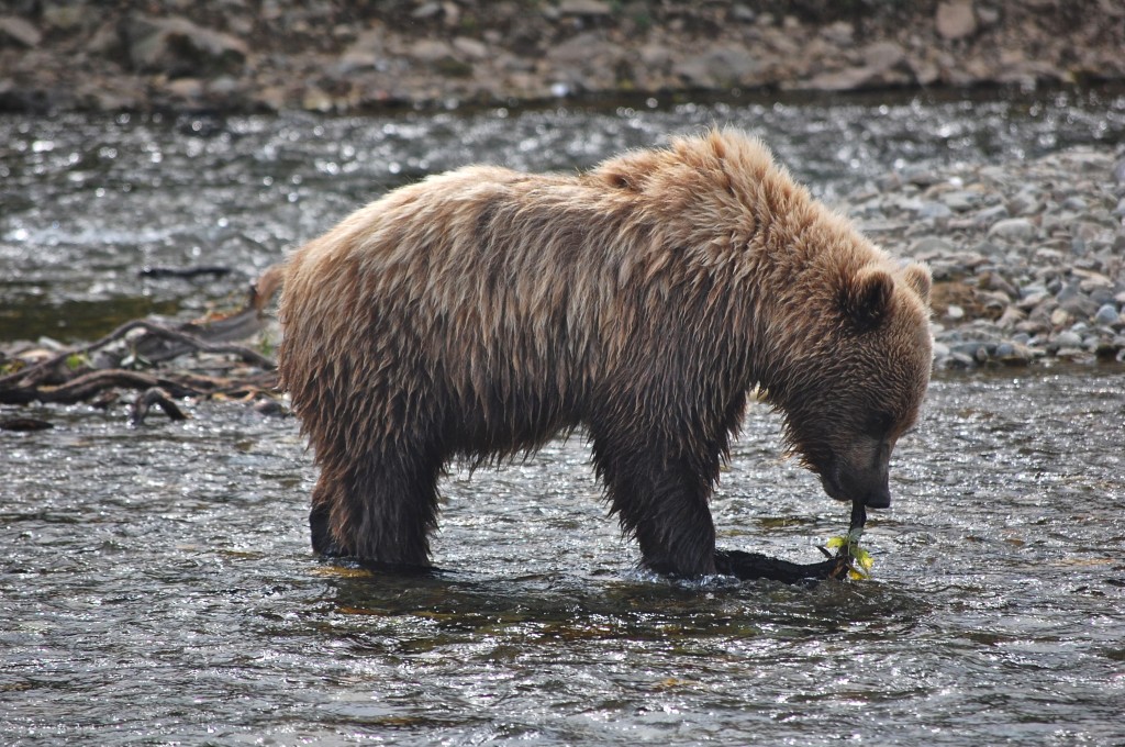Alaskan Brown Bear Viewing
