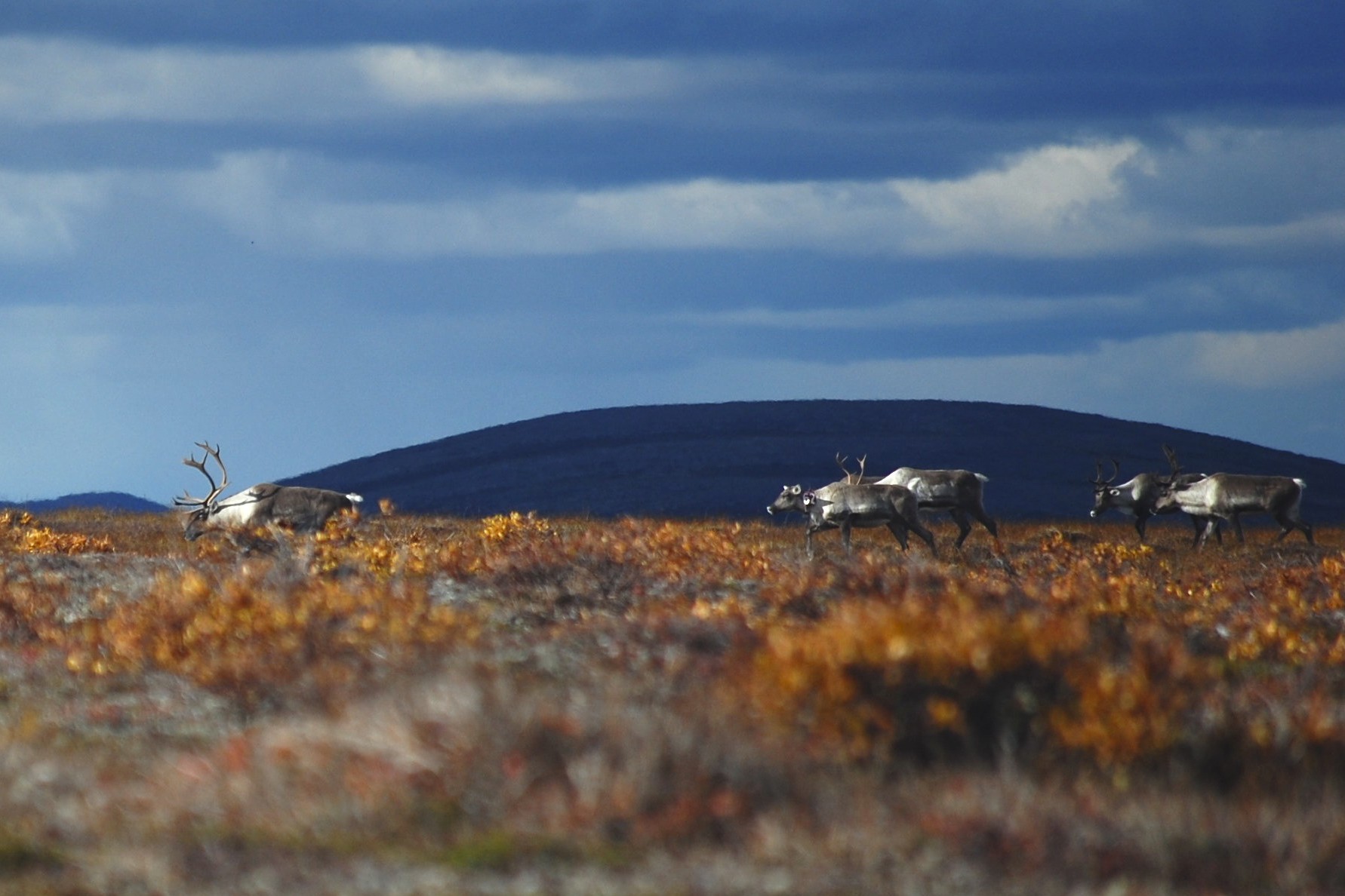 Barren Ground Caribou - Lake Clark National Park