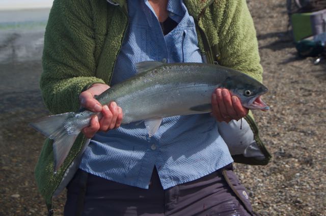 Sockeye Salmon Kvichak River