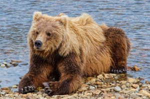 Alaskan Brown Bear