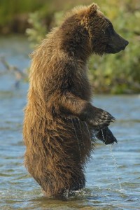Alaska Brown Bear Cub