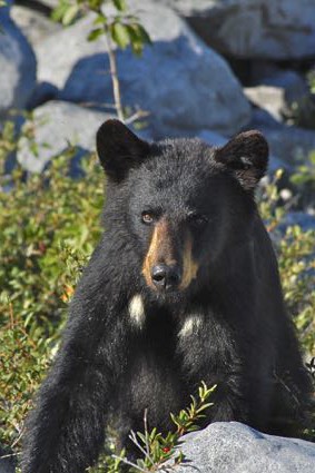 Black Bear in Alaska