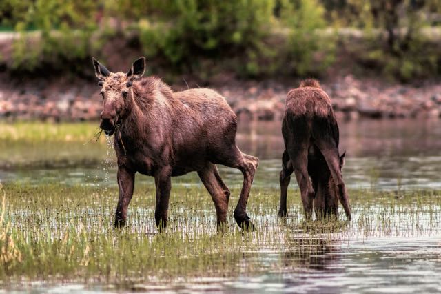Alaska Moose Calves Lake Clark National Park